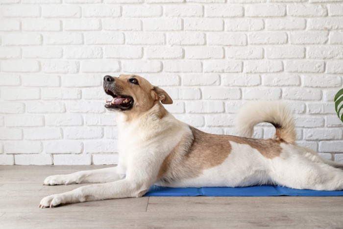 クールマットに座る犬