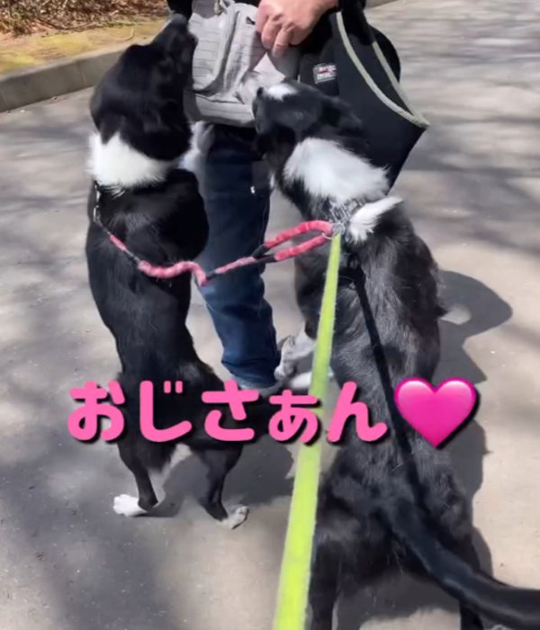立ち上がる2匹の犬