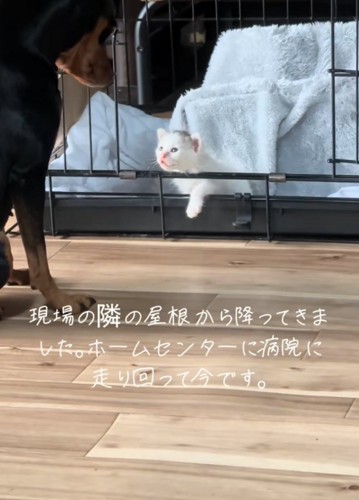話しかける子猫