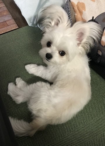 こう(♂) ちゃん｜チワマル