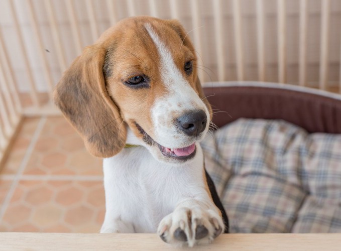 ケージの中で立つ犬