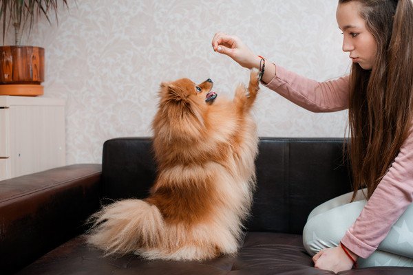 犬に大豆を食べさせてもいい量の目安