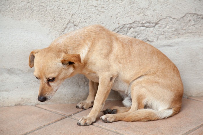 怯えて目を逸らす犬