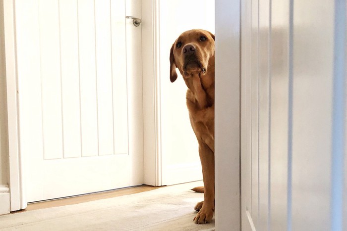 陰から見ている犬