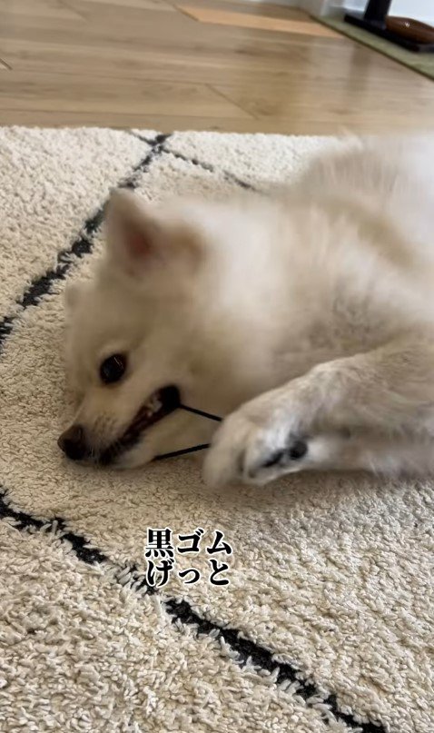 飼い主さんが寝ていた時のエマくん＆ハルくん9