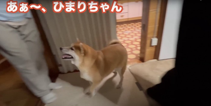 立っている人に笑顔で近づく柴犬