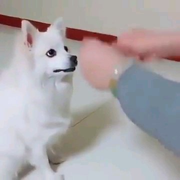 犬の前に手