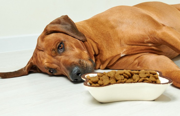 食欲のない犬