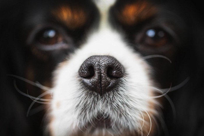 犬の鼻のアップ
