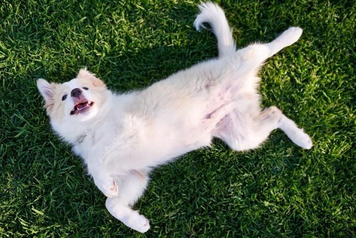 芝生でへそ天の犬