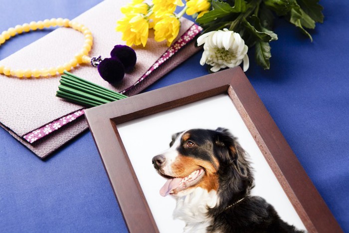 犬の遺影と菊の花