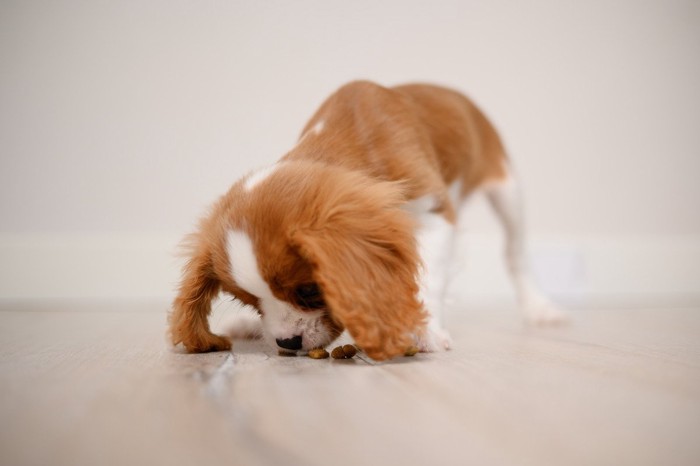 床に落ちた餌を食べる犬