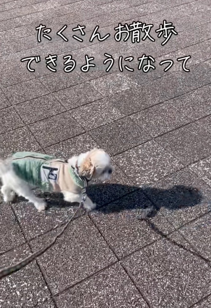 楽しそうに散歩する犬