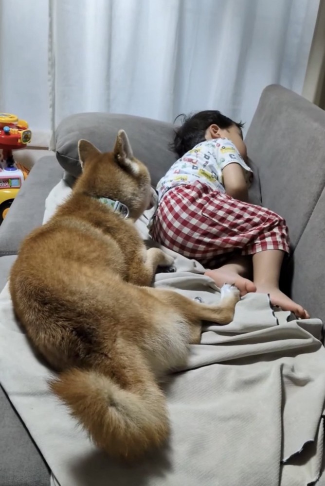 男の子の方を向く犬