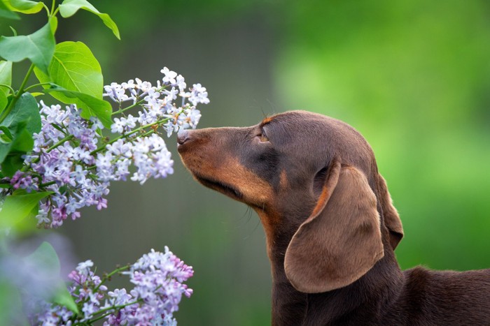 花の匂いを嗅ぐ犬