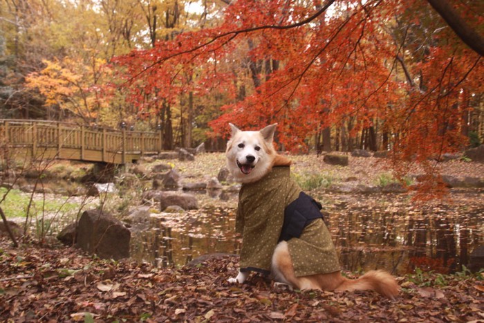 紅葉と和服姿の犬