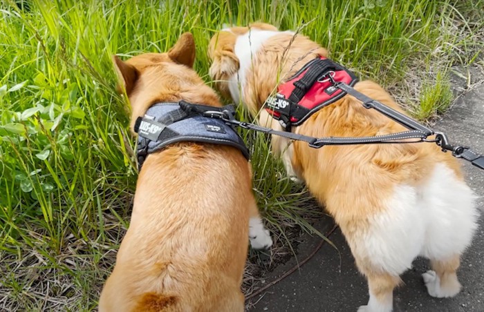 草むらに顔を突っ込む犬達