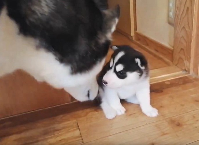 母犬と子犬