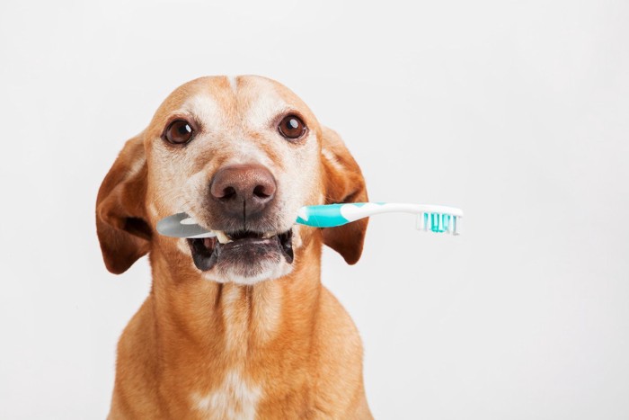 歯ブラシをくわえている犬