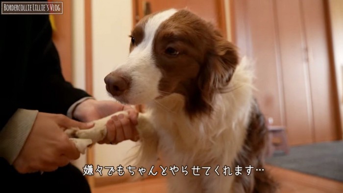 飼い主に前足を拭かれる犬