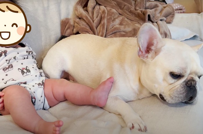 赤ちゃんに蹴られる犬