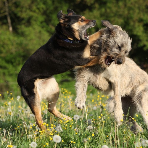 喧嘩をする犬