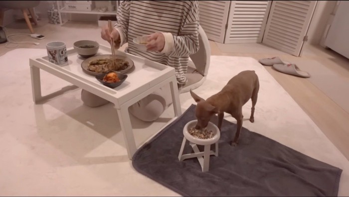 隣に並んで、それぞれのご飯を食べる犬と飼い主