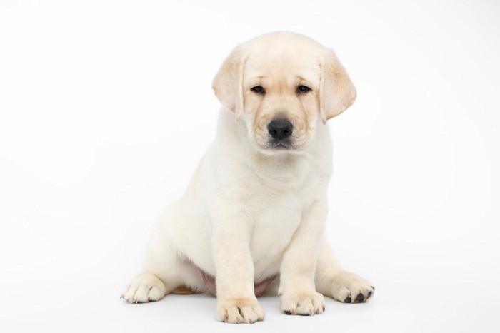 眉を下げた子犬、白い背景