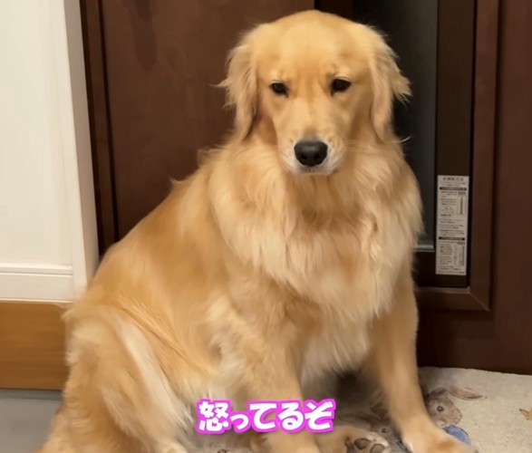 不満げな表情の犬