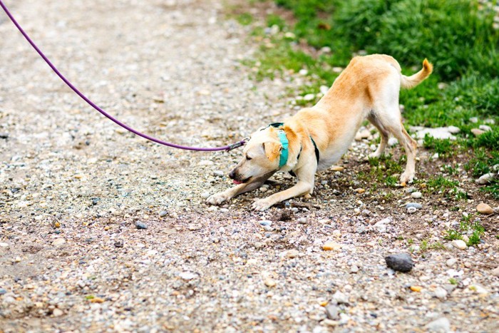 散歩を拒否する犬