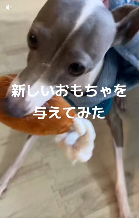 新しいおもちゃをもらったうみちゃん