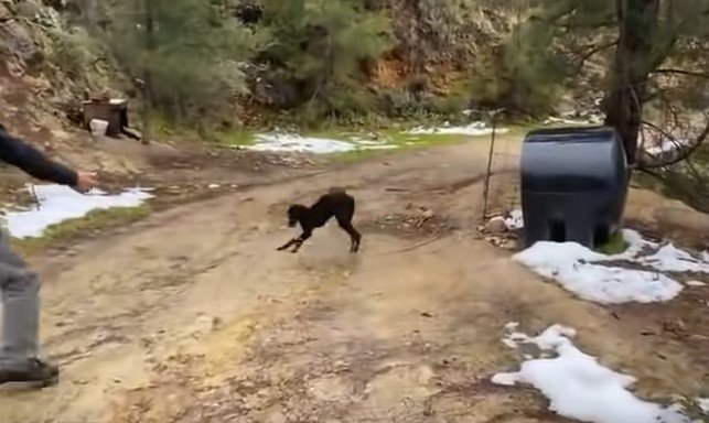 未舗装の道路脇に鎖でつながれた犬