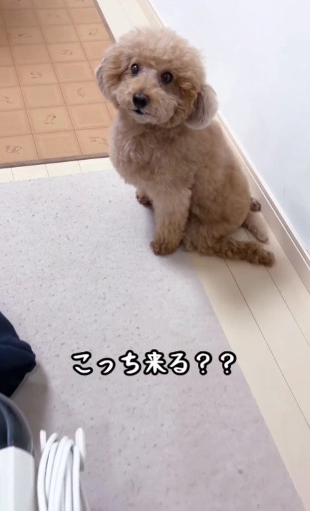 こっちに来る？