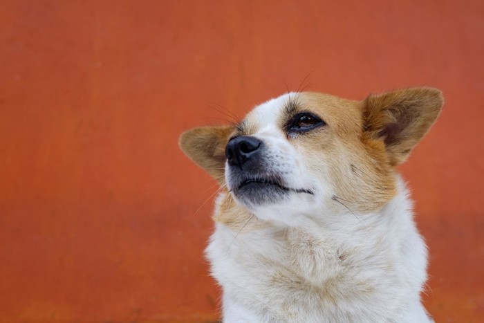 不安そうな犬