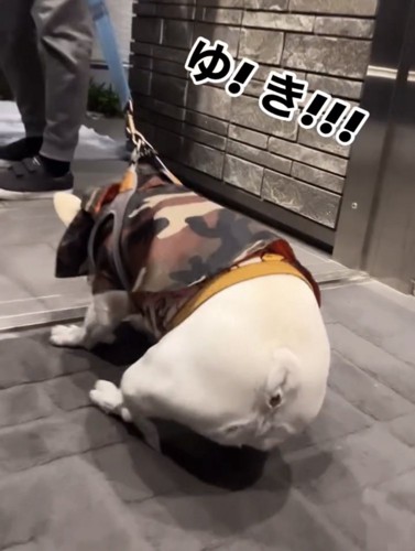 おしりを落として踏ん張る犬