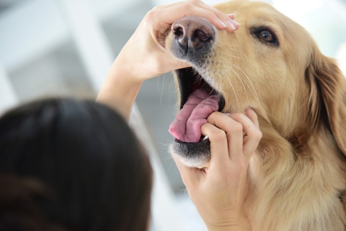 口の中をチェックされている犬