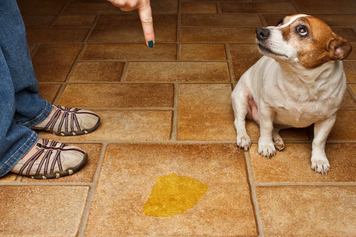 粗相をして飼い主に叱られている犬