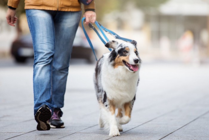 散歩する犬と女性