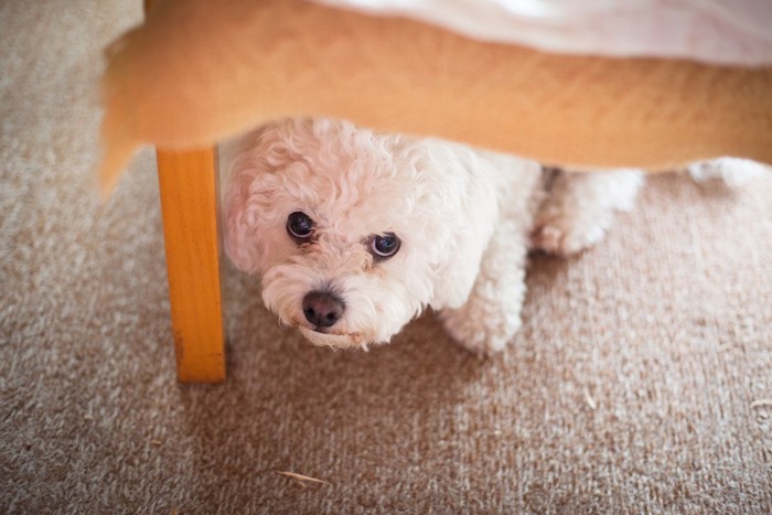 家具の下で警戒している犬