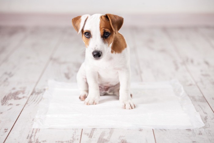 トイレシートに座る犬