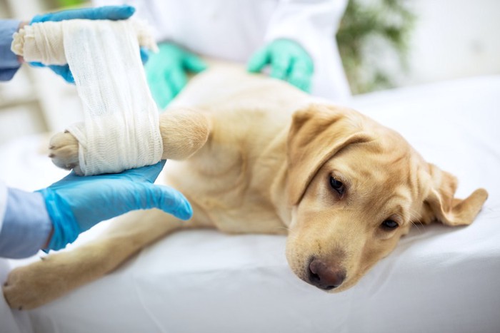 病院で包帯を巻かれている犬