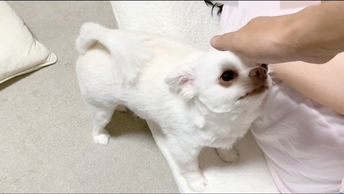 飼い主に頭を撫でられる犬