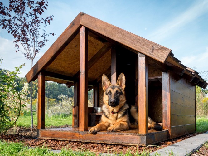 外の犬小屋で休む犬