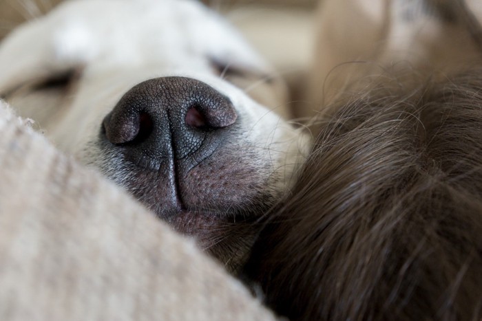 飼い主の頭に密着している犬