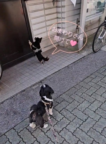 ドアに手をかける小さな犬