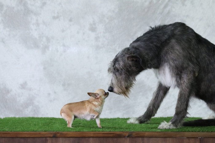 鼻を合わせる大きい犬と小さい犬