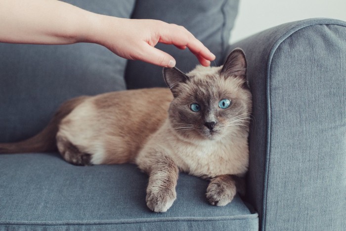 ソファーの上の猫と飼い主の手