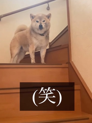 泥まみれの柴犬