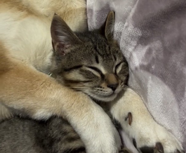 腕の中で眠る猫の顔