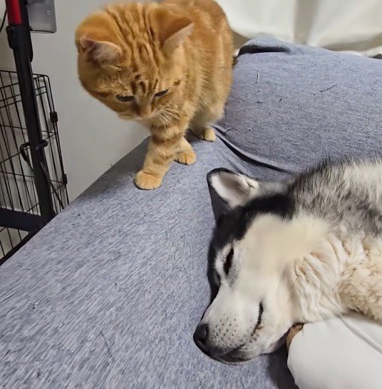 犬の顔を見ながら、その場を立ち去る子猫